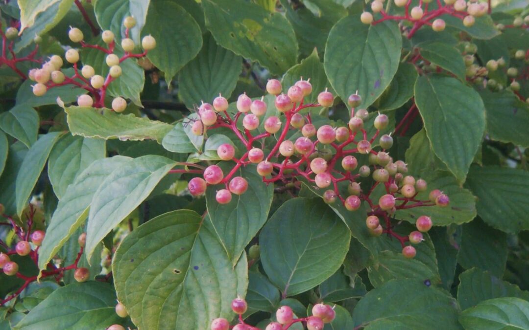 the strange truth about holly…